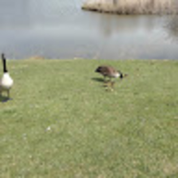 Meet your Posher, Brenda - Picture 1 of 1